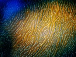 Highways in the sea. An closeup of a Brain Coral. by Peter Foulds 